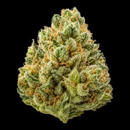 Gelato 41