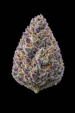 Purple Exotica 1