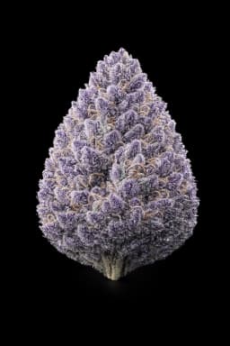 Exotic Hybrid 3