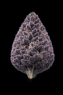 Dark Magic 5